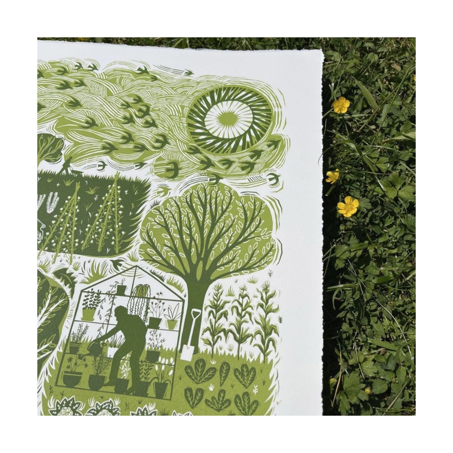 Allotment Limited Edition Print