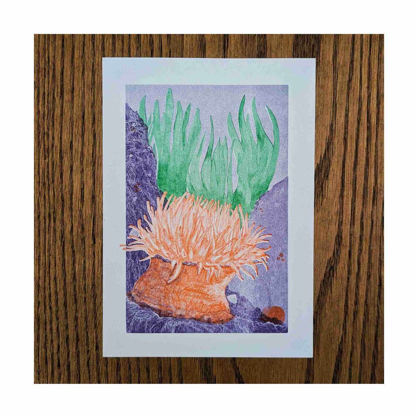 The Anemone Risoprint