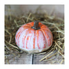Ceramic Autumn Pumpkin