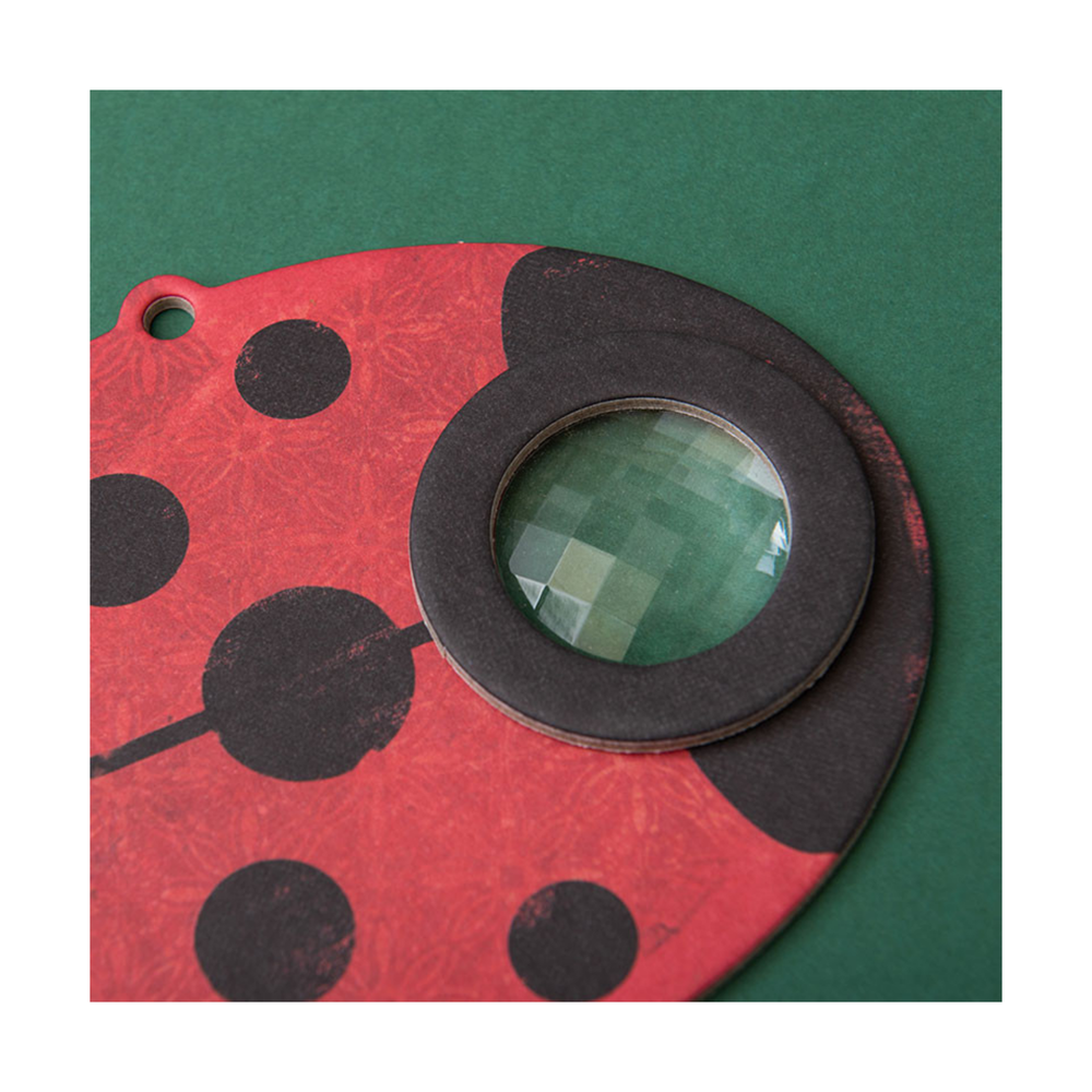 Insect Eye - Ladybird
