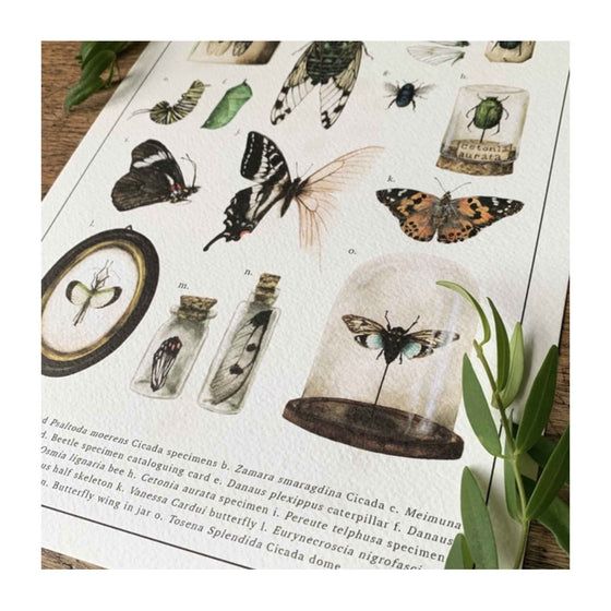 An Introduction To Entomology Print