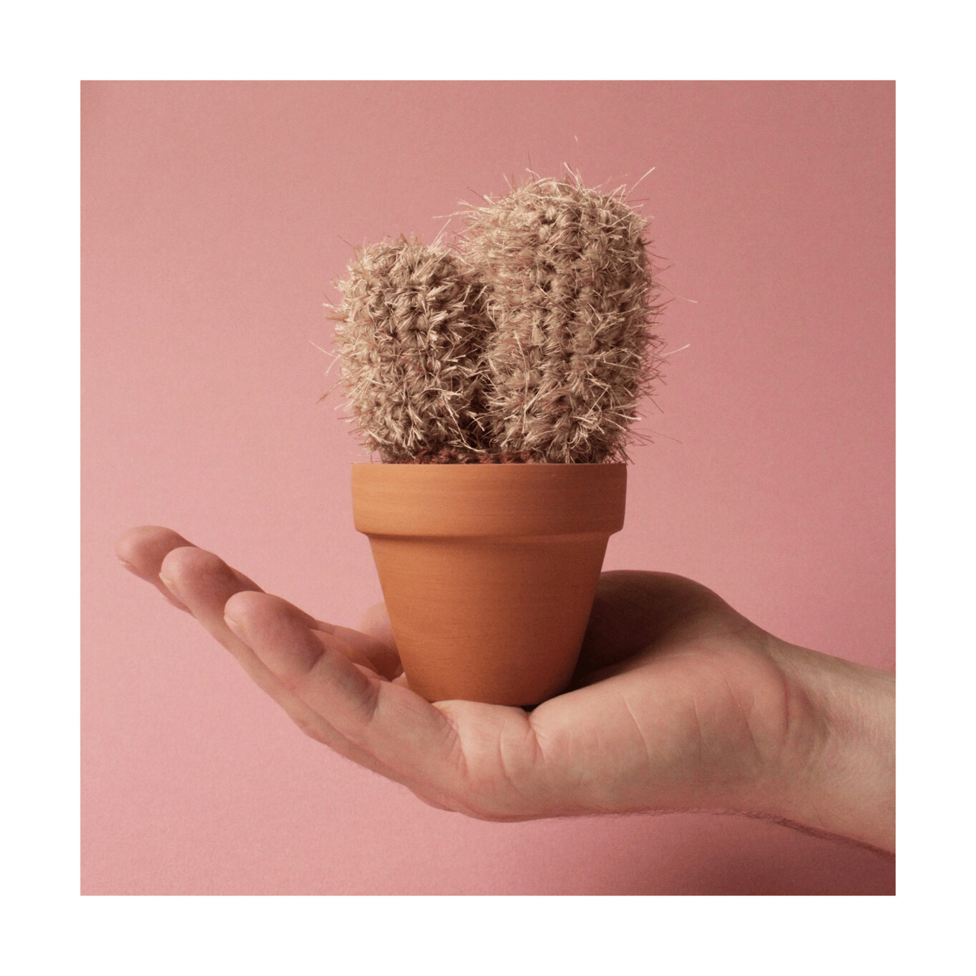cactus mensdorf Medium Fluffy Cactus – Harbour Lane Studio