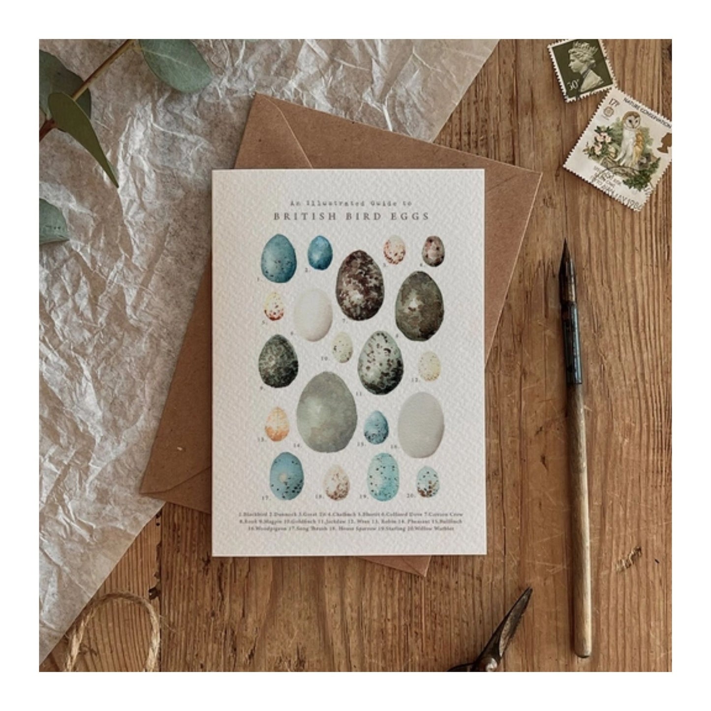 British Bird Eggs Card