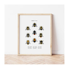  Bumblebees of Europe Print