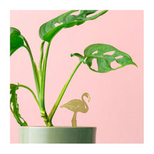  Flamingo Plant Animal