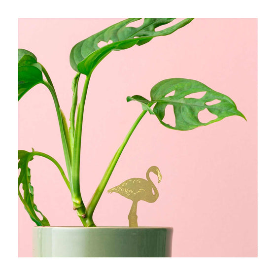 Flamingo Plant Animal