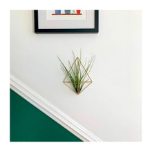  Medium Air Plant Holder Wall Sconce